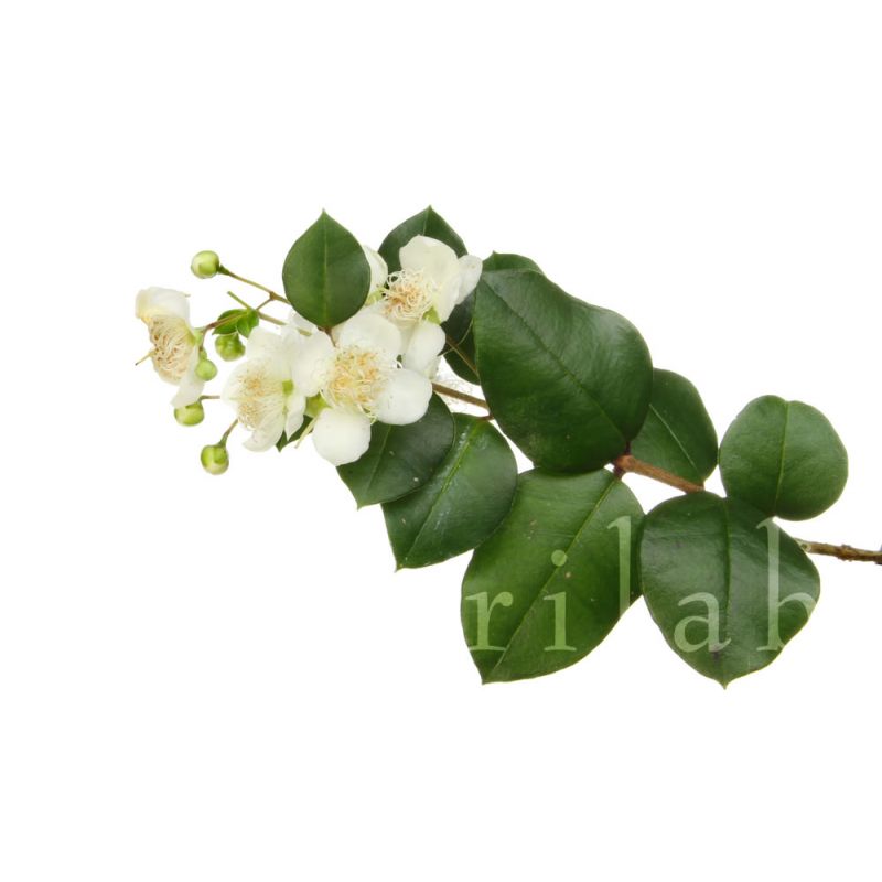 Eau florale de Myrte Eau florale de Myrte