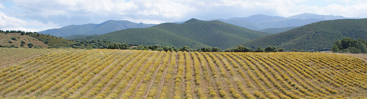 Champ d’Hélichryse en Corse (Balagne)