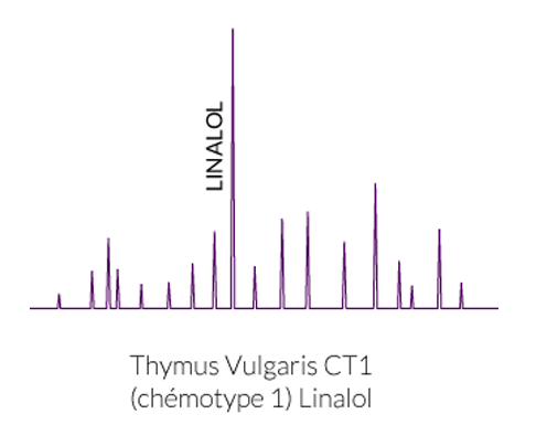 huile essentielle chémotypée linalol
