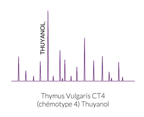 huile essentielle chémotypée thuyanol
