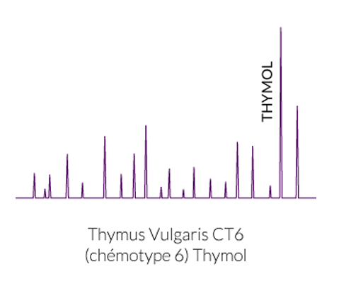 huile essentielle chémotypée thymol