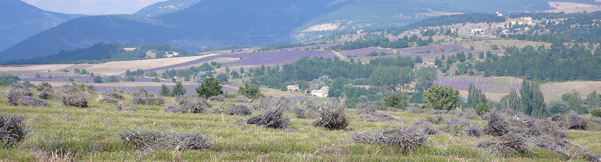 Récolte de lavande dans la Drôme